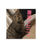 愛猫スタンプ 銀時と春（個別スタンプ：12）