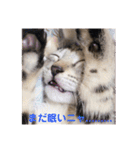 愛猫スタンプ 銀時と春（個別スタンプ：13）