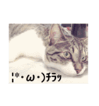 愛猫スタンプ 銀時と春（個別スタンプ：15）