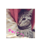 愛猫スタンプ 銀時と春（個別スタンプ：16）