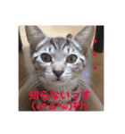 愛猫スタンプ 銀時と春（個別スタンプ：17）