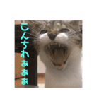 愛猫スタンプ 銀時と春（個別スタンプ：20）