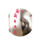 愛猫スタンプ 銀時と春（個別スタンプ：22）