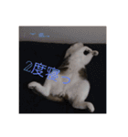 愛猫スタンプ 銀時と春（個別スタンプ：24）