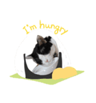 ハチワレネコ（白黒猫）（個別スタンプ：1）