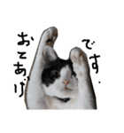 ハチワレネコ（白黒猫）（個別スタンプ：2）
