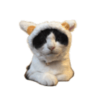 ハチワレネコ（白黒猫）（個別スタンプ：4）