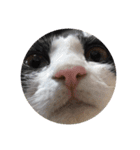 ハチワレネコ（白黒猫）（個別スタンプ：8）