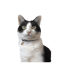 ハチワレネコ（白黒猫）（個別スタンプ：9）