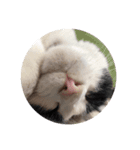 ハチワレネコ（白黒猫）（個別スタンプ：10）