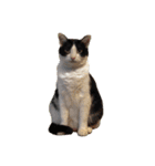 ハチワレネコ（白黒猫）（個別スタンプ：13）