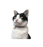 ハチワレネコ（白黒猫）（個別スタンプ：14）