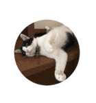 ハチワレネコ（白黒猫）（個別スタンプ：16）