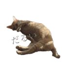 うちのトラ男（個別スタンプ：4）