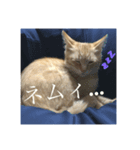 うちのトラ男（個別スタンプ：6）