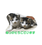 愛猫とチョコッと愛息子、愛娘。（個別スタンプ：6）