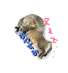 愛猫とチョコッと愛息子、愛娘。（個別スタンプ：7）