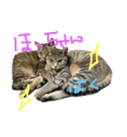 愛猫とチョコッと愛息子、愛娘。（個別スタンプ：8）