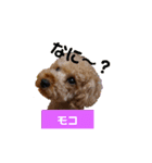 うちのこwww（個別スタンプ：1）
