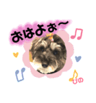 ミニチュアシュナウザーぴの（個別スタンプ：1）