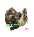 ミニチュアシュナウザーぴの（個別スタンプ：7）