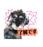 ミニチュアシュナウザーぴの（個別スタンプ：8）