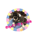 ミニチュアシュナウザーぴの（個別スタンプ：15）