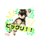 ミニチュアシュナウザーぴの（個別スタンプ：19）
