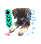 ミニチュアシュナウザーぴの（個別スタンプ：28）