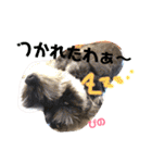 ミニチュアシュナウザーぴの（個別スタンプ：31）