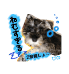 ミニチュアシュナウザーぴの（個別スタンプ：33）