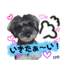 ミニチュアシュナウザーぴの（個別スタンプ：36）
