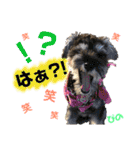 ミニチュアシュナウザーぴの（個別スタンプ：37）