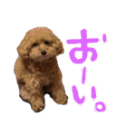 ぴっぴとたいぴ（個別スタンプ：13）