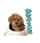 ぴっぴとたいぴ（個別スタンプ：25）