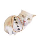 猫言霊アニメ（個別スタンプ：6）