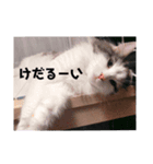 猫と孫とじーちゃんと（個別スタンプ：6）