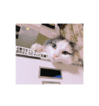 猫と孫とじーちゃんと（個別スタンプ：7）
