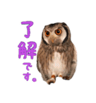 ポンちゃんpart2（個別スタンプ：1）