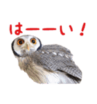 ポンちゃんpart2（個別スタンプ：6）