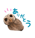 ポンちゃんpart2（個別スタンプ：9）