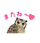 ポンちゃんpart2（個別スタンプ：11）