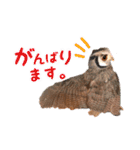 ポンちゃんpart2（個別スタンプ：20）
