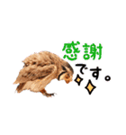 ポンちゃんpart2（個別スタンプ：21）