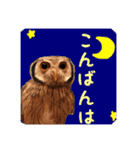 ポンちゃんpart2（個別スタンプ：22）