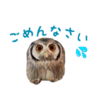 ポンちゃんpart2（個別スタンプ：30）