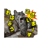 サバトラ猫 ギンちゃん（個別スタンプ：1）