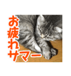 サバトラ猫 ギンちゃん（個別スタンプ：2）