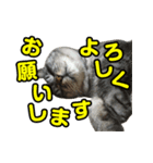 サバトラ猫 ギンちゃん（個別スタンプ：3）
