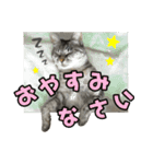 サバトラ猫 ギンちゃん（個別スタンプ：5）